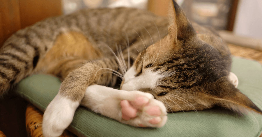 Kat vertoont ander gedrag: oorzaken & tips